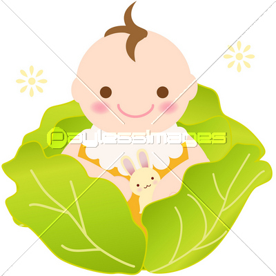 キャベツの赤ちゃん 商用利用可能な写真素材 イラスト素材ならストックフォトの定額制ペイレスイメージズ キャベツの赤ちゃん 商用利用可能な写真素材 イラスト素材ならストックフォトの定額制ペイレスイメージズ