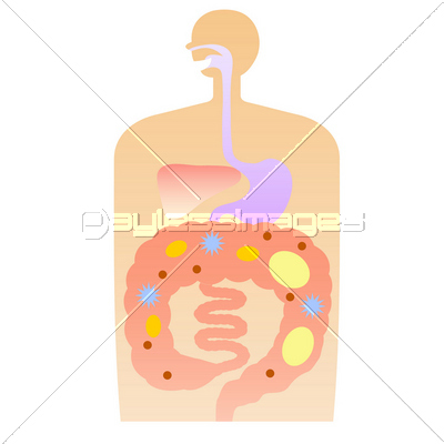 人体 体 内臓 イラスト 商用利用可能な写真素材 イラスト素材ならストックフォトの定額制ペイレスイメージズ
