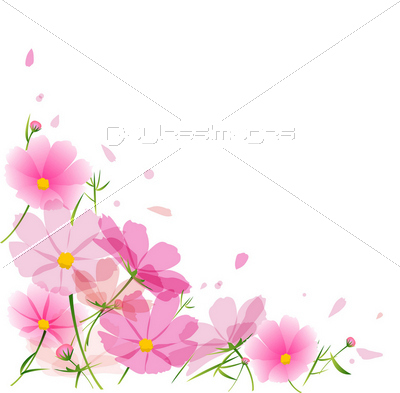 秋桜 花 ピンク 秋 季節 コスモス フレーム 商用利用可能な写真素材 イラスト素材ならストックフォトの定額制ペイレスイメージズ
