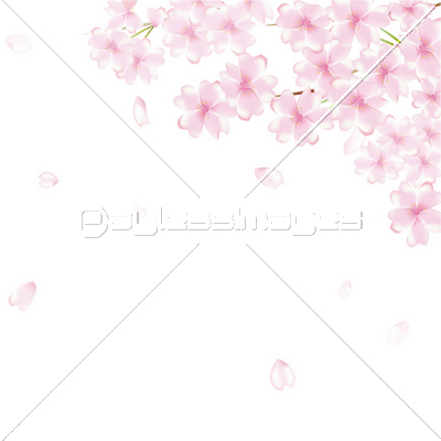 桜 舞い散る 花吹雪 商用利用可能な写真素材 イラスト素材ならストックフォトの定額制ペイレスイメージズ