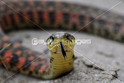 ヤマカガシ 商用利用可能な写真素材 イラスト素材ならストックフォトの定額制ペイレスイメージズ