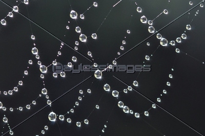 雨の雫のネックレス 商用利用可能な写真素材 イラスト素材ならストックフォトの定額制ペイレスイメージズ