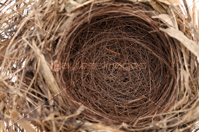 鳥の巣 商用利用可能な写真素材 イラスト素材ならストックフォトの定額制ペイレスイメージズ