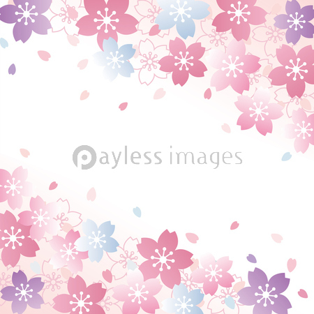 桜 背景 商用利用可能な写真素材 イラスト素材ならストックフォトの定額制ペイレスイメージズ