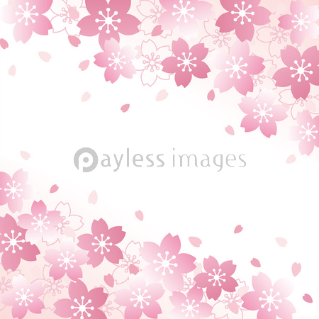 桜 背景 商用利用可能な写真素材 イラスト素材ならストックフォトの定額制ペイレスイメージズ