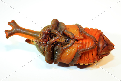 カブトムシの蛹 商用利用可能な写真素材 イラスト素材ならストックフォトの定額制ペイレスイメージズ