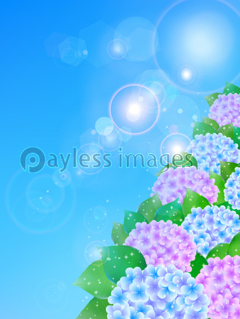 あじさい 梅雨 背景 商用利用可能な写真素材 イラスト素材ならストックフォトの定額制ペイレスイメージズ