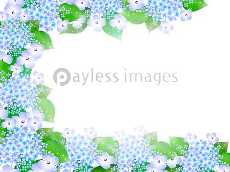 あじさい 梅雨 背景 商用利用可能な写真素材 イラスト素材ならストックフォトの定額制ペイレスイメージズ