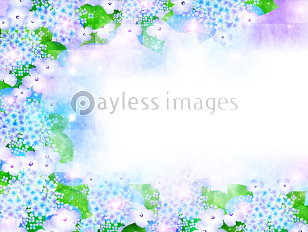 あじさい 梅雨 背景 商用利用可能な写真素材 イラスト素材ならストックフォトの定額制ペイレスイメージズ