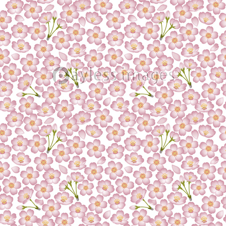 桜の壁紙 シームレスパターン ストックフォトの定額制ペイレスイメージズ