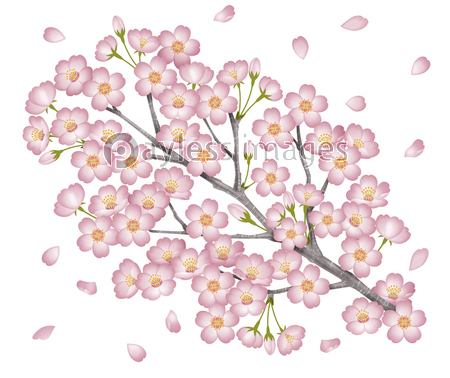 桜 商用利用可能な写真素材 イラスト素材ならストックフォトの定額制ペイレスイメージズ