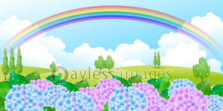 あじさい 梅雨 背景 商用利用可能な写真素材 イラスト素材ならストックフォトの定額制ペイレスイメージズ