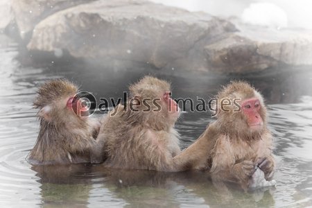 温泉で洗いっこ おさるさん The Japanese monkey which enters the hot
