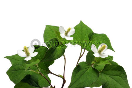 ドクダミ 商用利用可能な写真素材 イラスト素材ならストックフォトの定額制ペイレスイメージズ