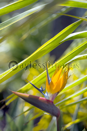 極楽鳥花bird Of Paradise 2 商用利用可能な写真素材 イラスト素材ならストックフォトの定額制ペイレスイメージズ