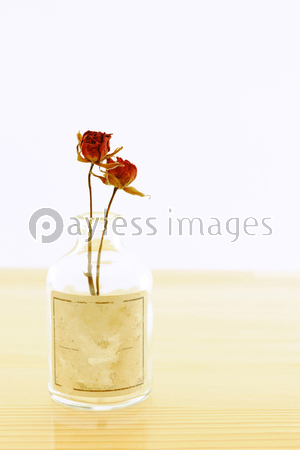 �Х顡�ɥ饤�ե�