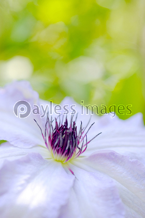 ����ޥ����β�