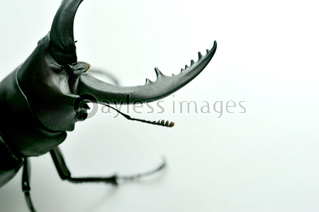 ���塞��(�Υ����ꥯ�塞��)