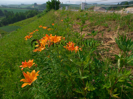 ƻϩ�褤�� �������������