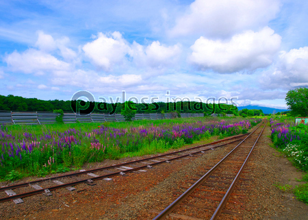 �������� ���̱ع���Υ�ԥʥ�