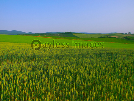 ���ͤε֡���������