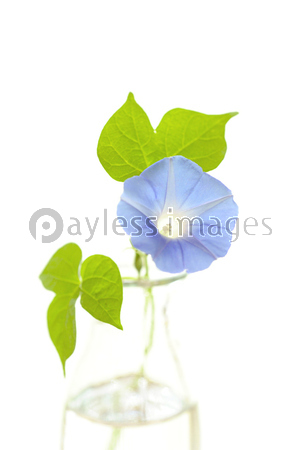 アサガオの一輪挿し 商用利用可能な写真素材 イラスト素材ならストックフォトの定額制ペイレスイメージズ