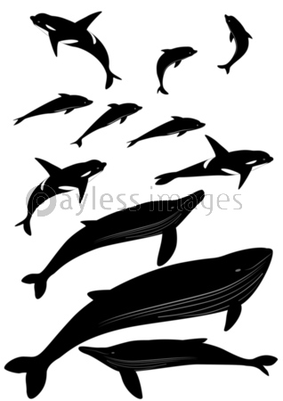 クジラ イルカ シルエット 商用利用可能な写真素材 イラスト素材ならストックフォトの定額制ペイレスイメージズ