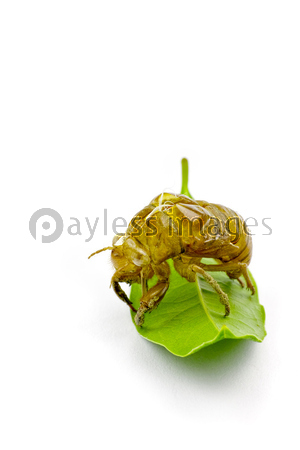 ヒトデと貝殻とハート 商用利用可能な写真素材 イラスト素材ならストックフォトの定額制ペイレスイメージズ