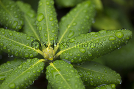 ���㥯�ʥ�