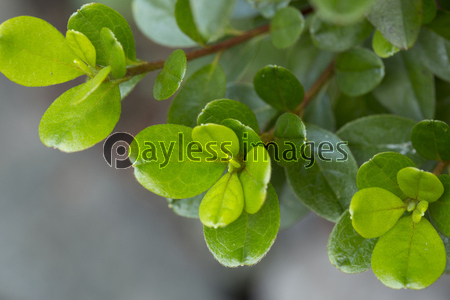 �ĥĥ�����