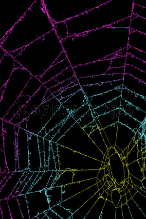 蜘蛛の巣 背景 商用利用可能な写真素材 イラスト素材ならストックフォトの定額制ペイレスイメージズ