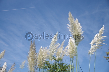 �Ķ��ȥѥ�ѥ����饹