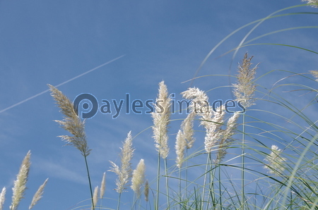 ���Ե����ȥѥ�ѥ����饹