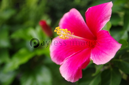 �ԥ󥯤Υϥ��ӥ�����