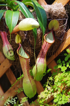 ���ĥܥ�����