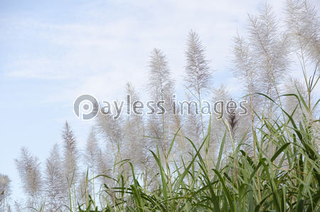 サトウキビの花 商用利用可能な写真素材 イラスト素材ならストックフォトの定額制ペイレスイメージズ