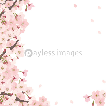 桜 イラスト 背景 ストックフォトの定額制ペイレスイメージズ