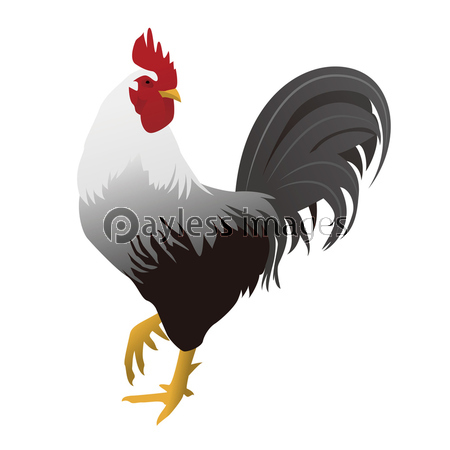 鶏の写実イラスト 酉年 年賀素材 商用利用可能な写真素材 イラスト素材ならストックフォトの定額制ペイレスイメージズ