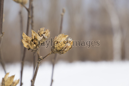 �९���μ�