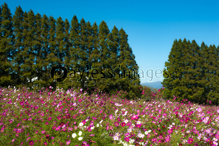 �����⥹�κ餯��