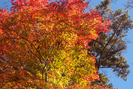 ���䤫�ʹ���