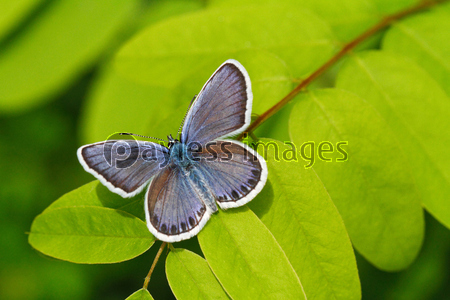 �ҥ᥷����