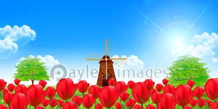 チューリップ 春 花 背景の写真 イラスト素材 Xf3115264366