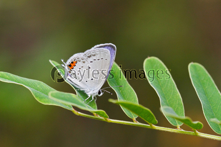 �ĥХ᥷����