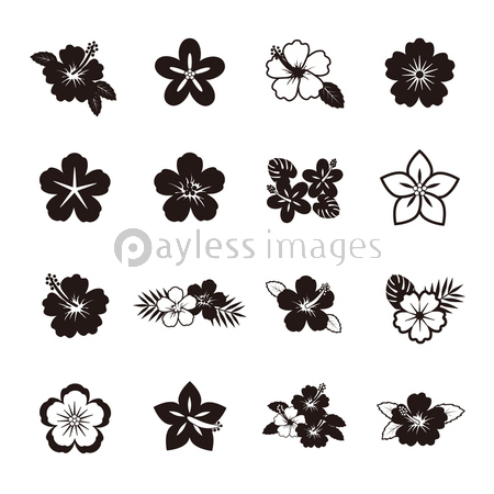 ハイビスカス アイコン 商用利用可能な写真素材 イラスト素材ならストックフォトの定額制ペイレスイメージズ ハイビスカス アイコン 商用利用可能な写真素材 イラスト素材ならストックフォトの定額制ペイレスイメージズ