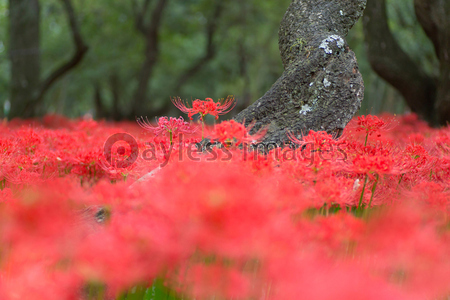 彼岸花 商用利用可能な写真素材 イラスト素材ならストックフォトの定額制ペイレスイメージズ