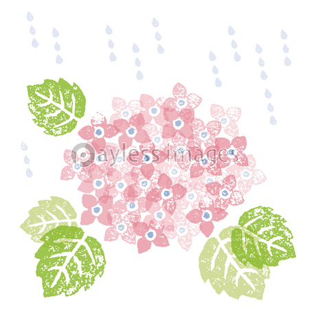 梅雨 雨と紫陽花の花 商用利用可能な写真素材 イラスト素材ならストックフォトの定額制ペイレスイメージズ