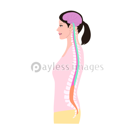 神経 脊髄 イラスト 商用利用可能な写真素材 イラスト素材ならストックフォトの定額制ペイレスイメージズ