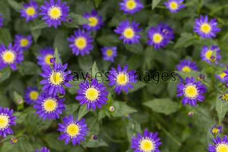 �ߥ䥳�凉��