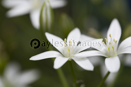 �ۥ��Х������ޥ�